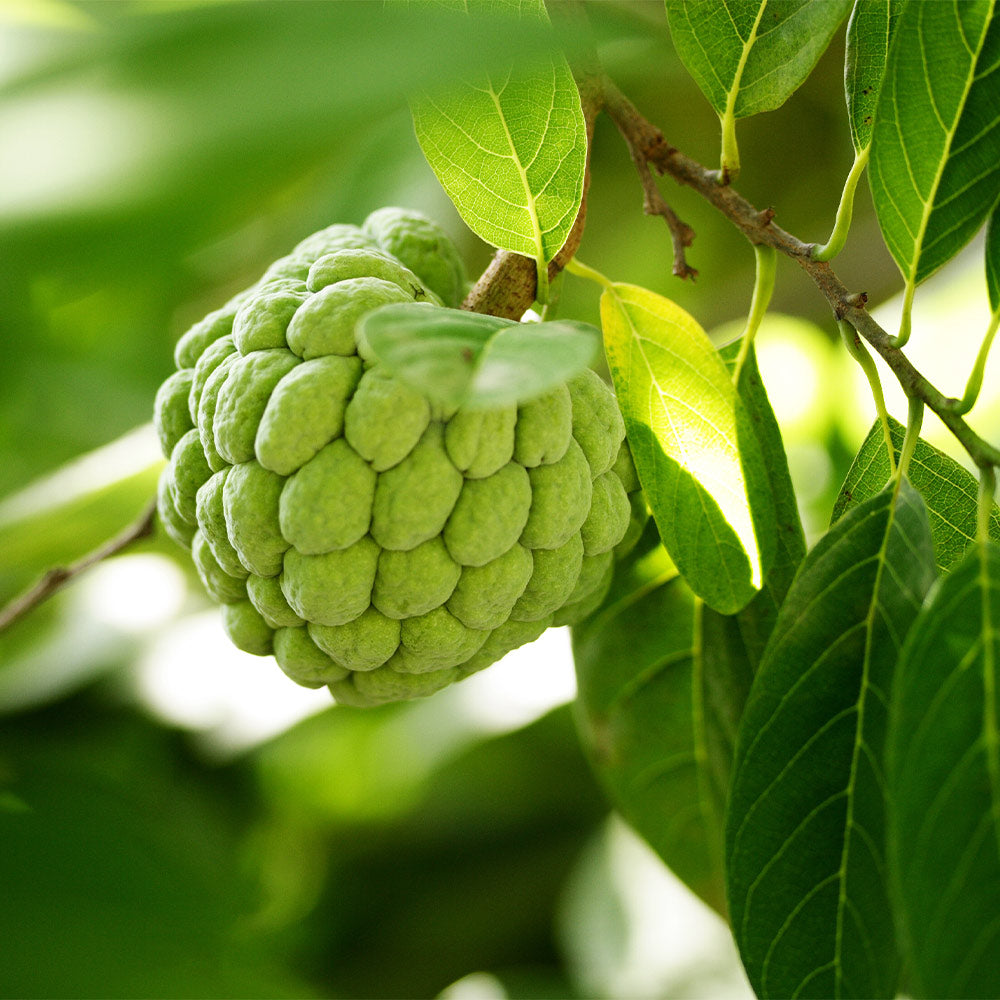 A photo of the Sugar Apple Tree
