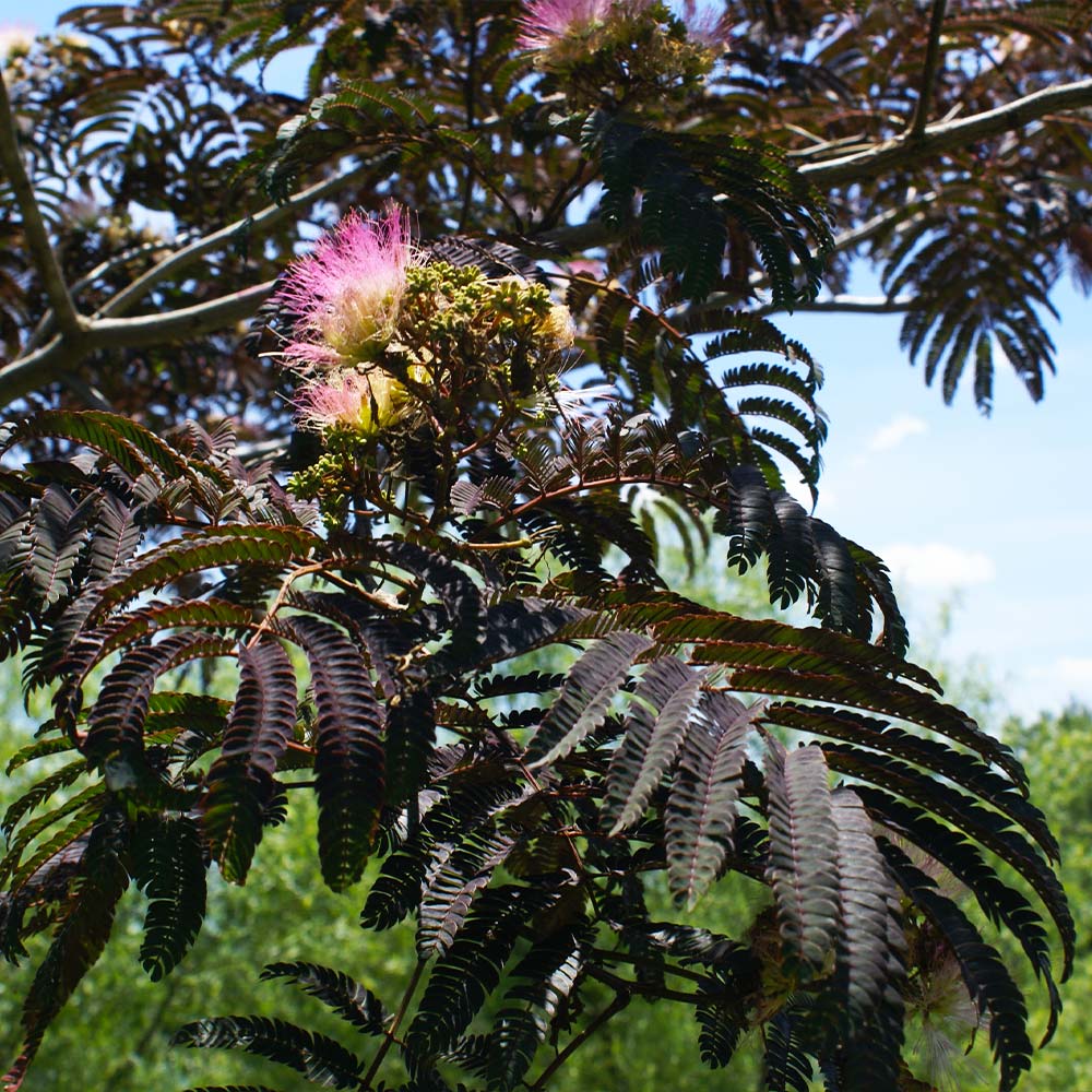 Summer Chocolate Mimosa Tree