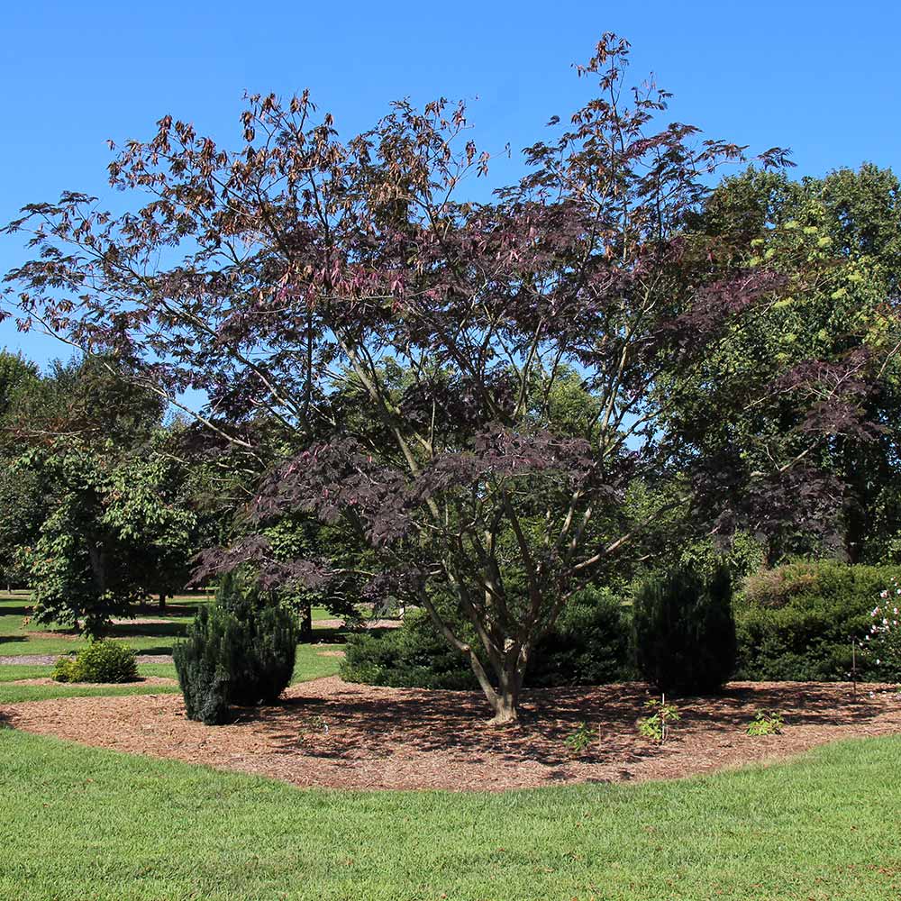 #2 - Summer Chocolate Mimosa Tree