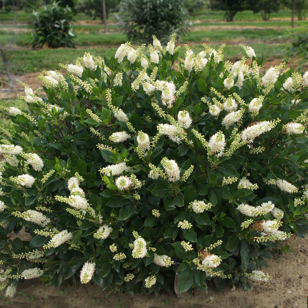 A photo of the Summersweet Clethra Shrub