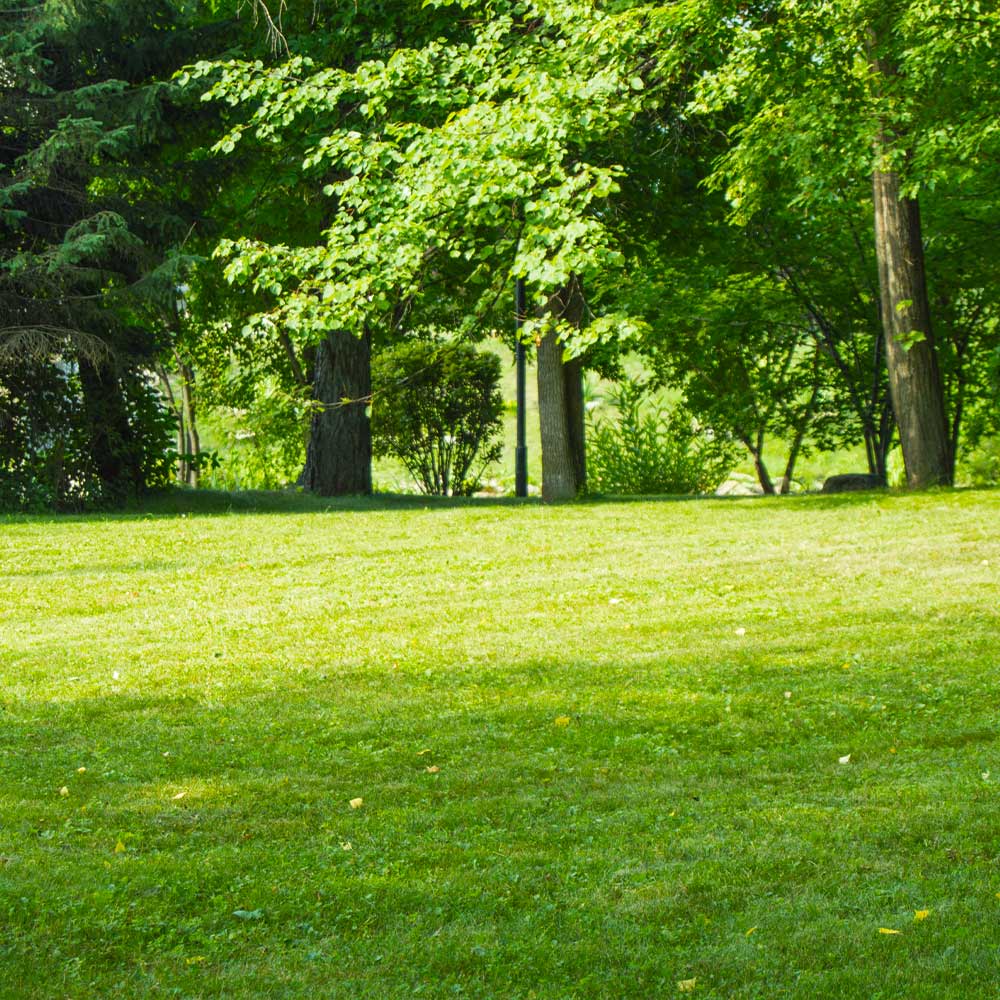 #2 - TurboTurf™ Sun & Shade Grass Seed