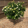 Sunny Knock Out® Rose Tree