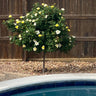Sunny Knock Out® Rose Tree