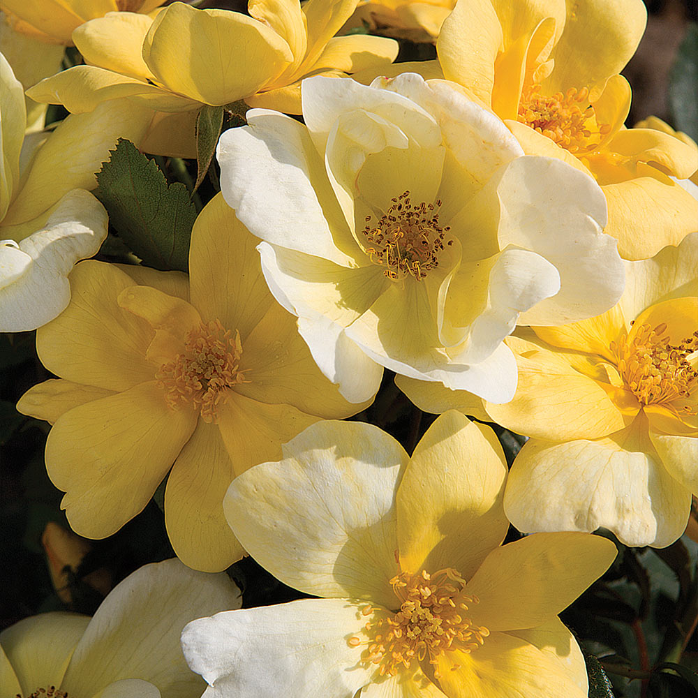 #3 - Sunny Knock Out® Rose Tree