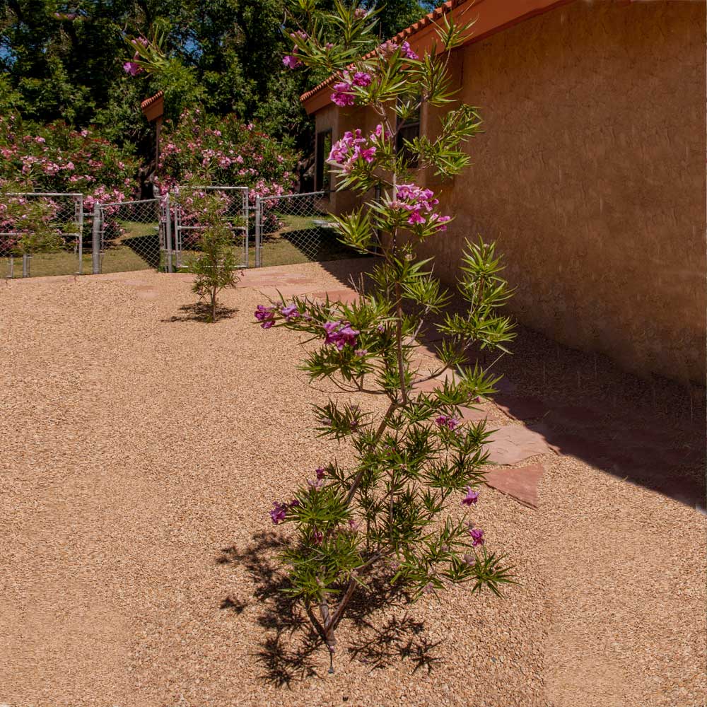 #2 - Sweet Bubba Seedless Desert Willow
