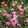 Sweet Drift® Rose