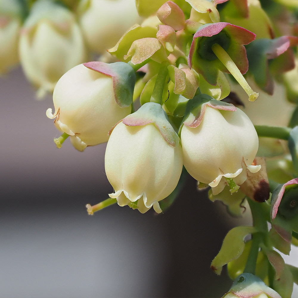 #3 - Sweetheart Blueberry Bush