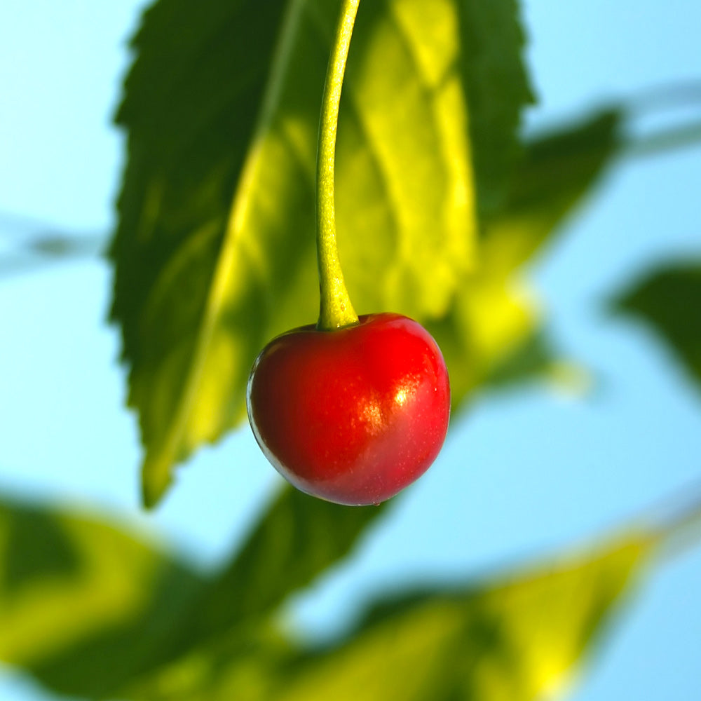 A photo of the Sweetheart Cherry Tree