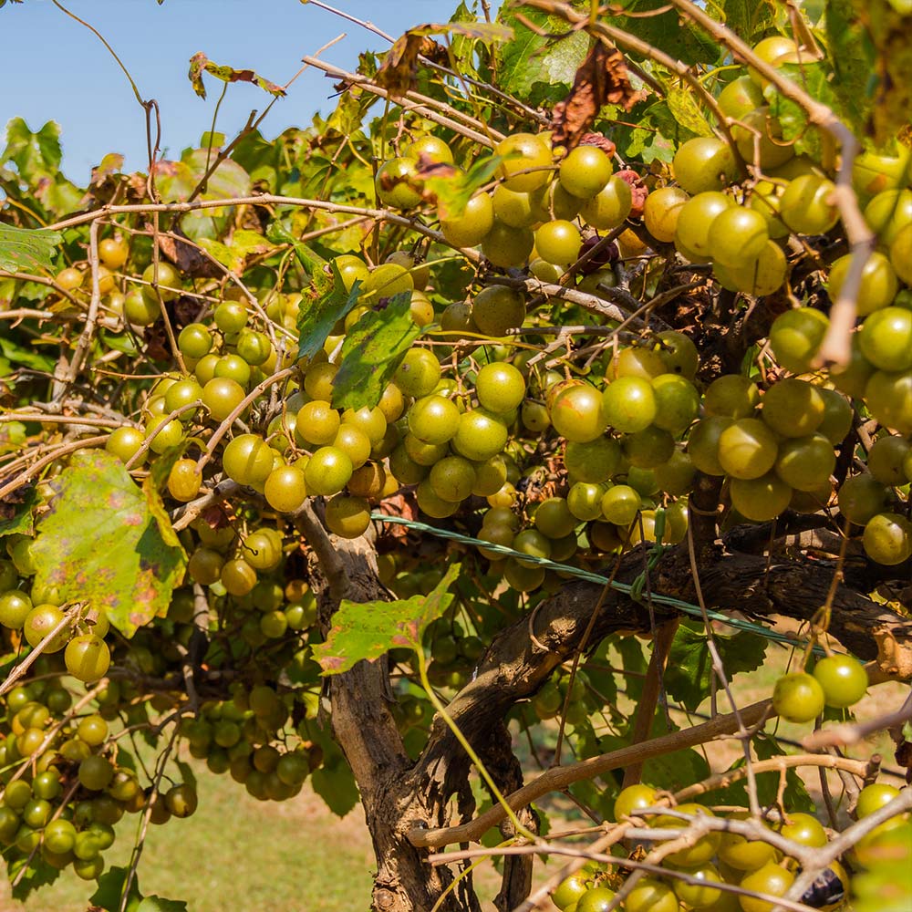 #2 - Tara Scuppernong Grape Vine