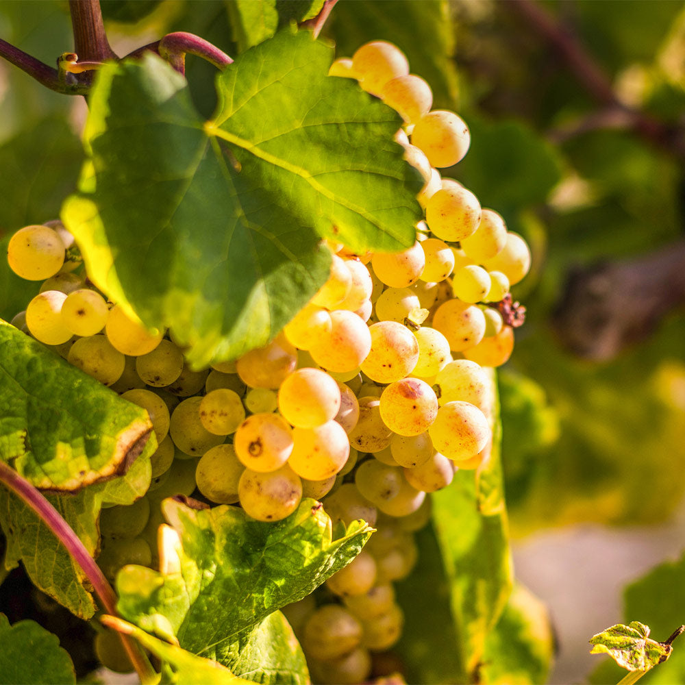 #1 - Tara Scuppernong Grape Vine