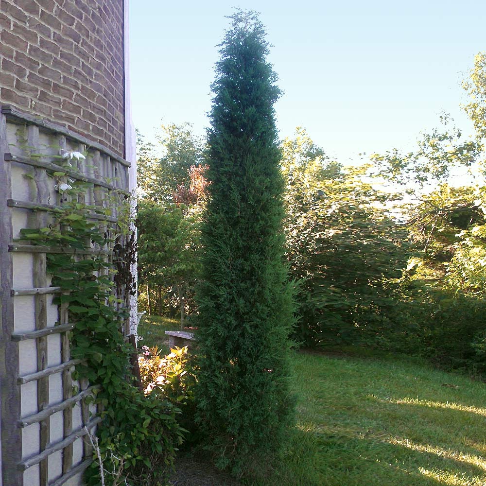 #3 - Taylor Juniper Tree