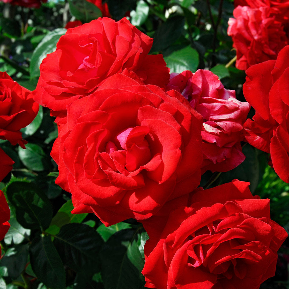 #3 - The Grand Champion™ Double Red Rose