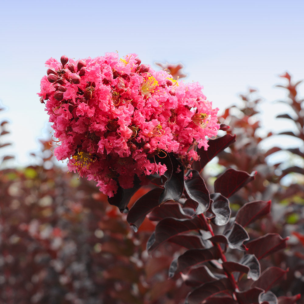 #2 - Thunderstruck™ Coral Boom™ Crape Myrtle