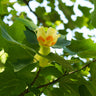 Tulip Poplar Tree