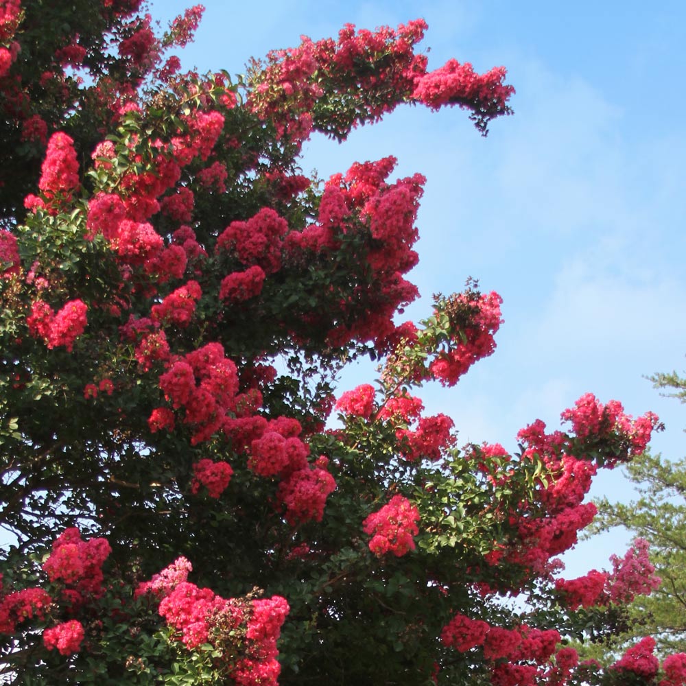 #3 - Tuscarora Crape Myrtle Tree