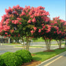 Tuscarora Crape Myrtle Tree