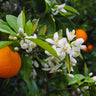 Valencia Orange Tree