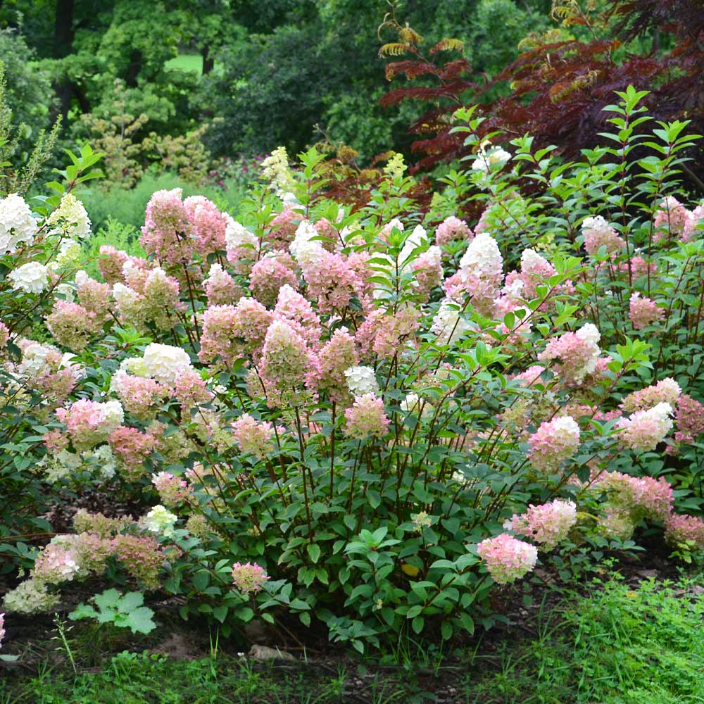 #3 - First Editions® Vanilla Strawberry™ Hydrangea Shrub