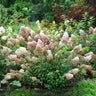 First Editions® Vanilla Strawberry™ Hydrangea Shrub