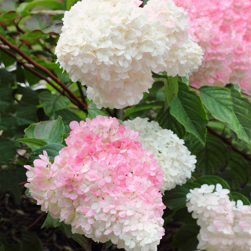 #2 - First Editions® Vanilla Strawberry™ Hydrangea Shrub