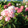 First Editions® Vanilla Strawberry™ Hydrangea Tree