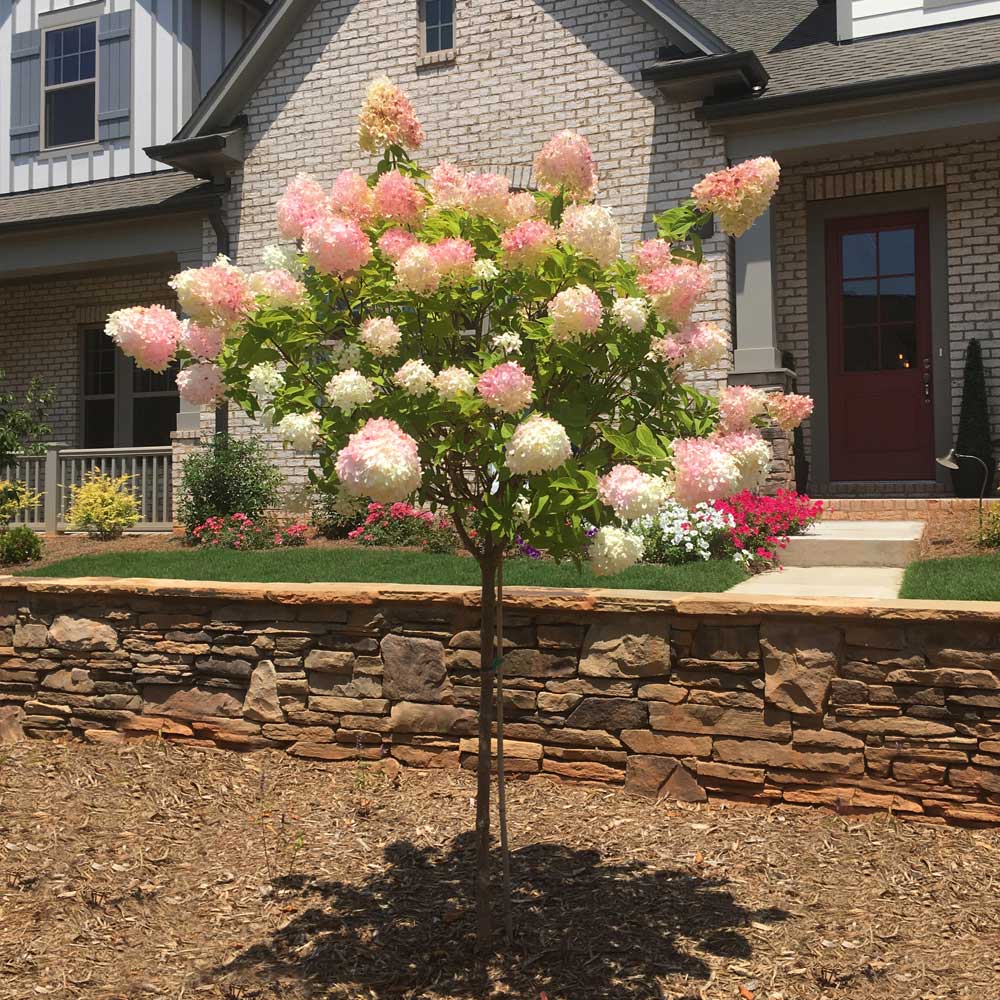 First Editions® Vanilla Strawberry™ Hydrangea Tree