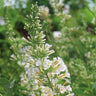 Vanilla Treat™ Butterfly Bush (Tree Form)