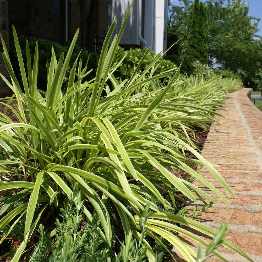 A photo of the Variegated Liriope Plant