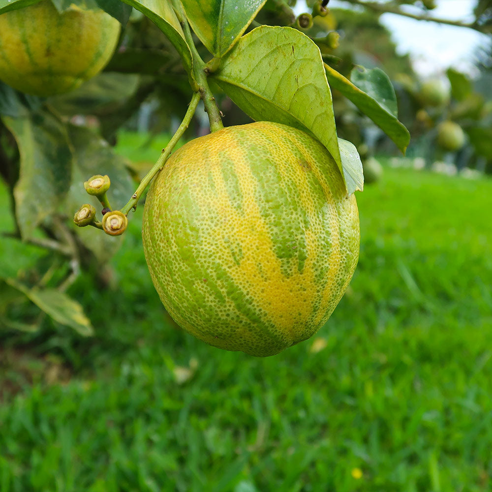 #2 - Pink Variegated Eureka Lemon Bush