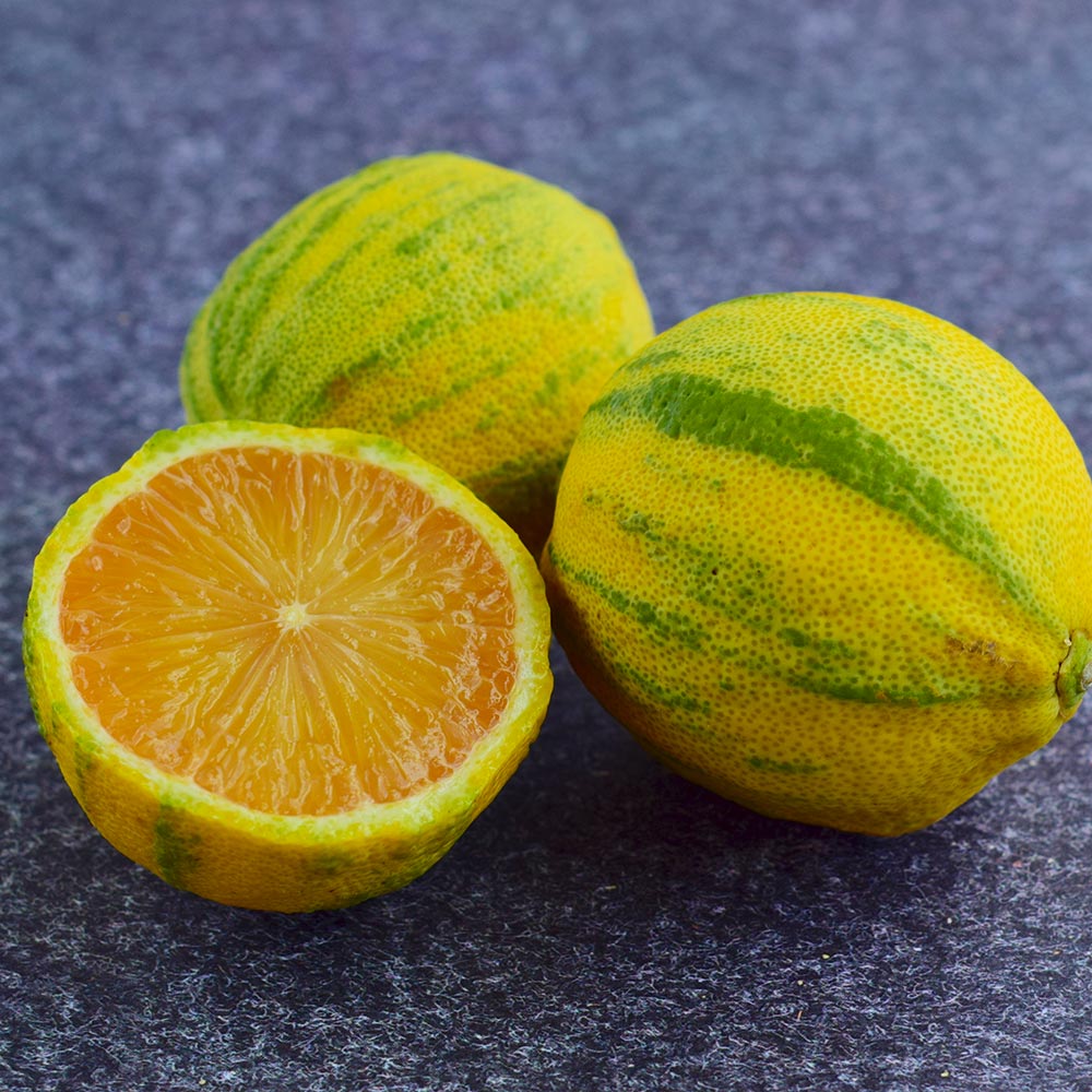 #3 - Pink Variegated Eureka Lemon Bush