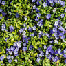 Periwinkle Plant
