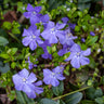 Periwinkle Plant