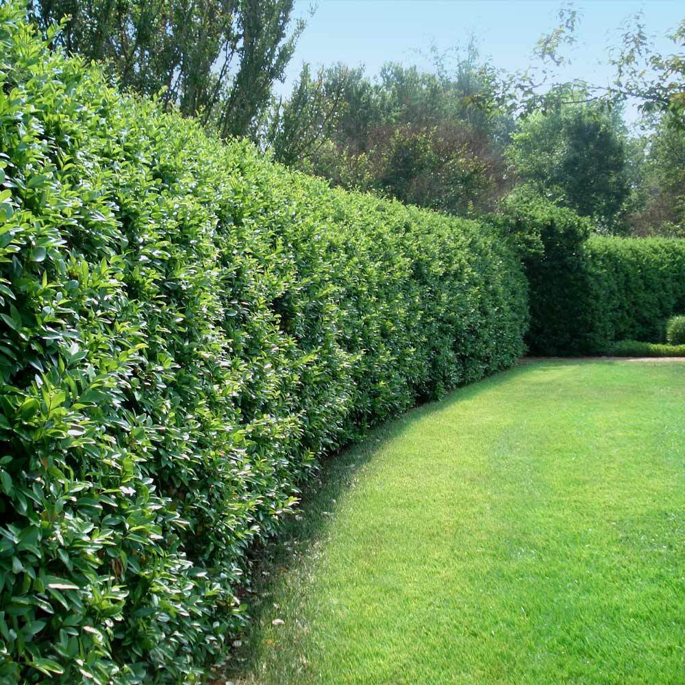 Waxleaf Privet Hedge