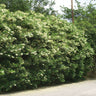 Waxleaf Privet Hedge