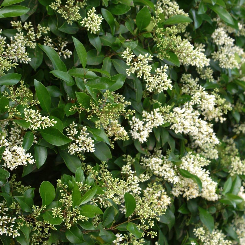 #4 - Waxleaf Privet Hedge