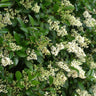Waxleaf Privet Hedge