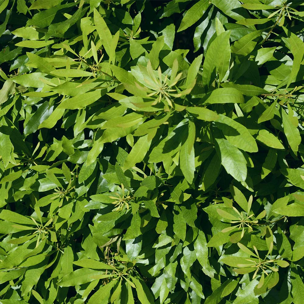 #3 - Wax Myrtle Shrub