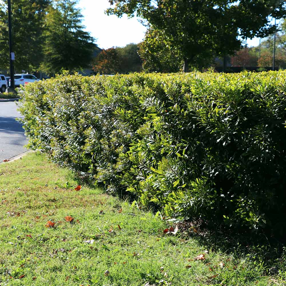 #5 - Wax Myrtle Shrub