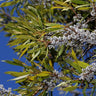 Wax Myrtle Shrub
