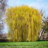 Weeping Willow Tree