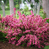 Sonic Bloom® Weigela Shrub