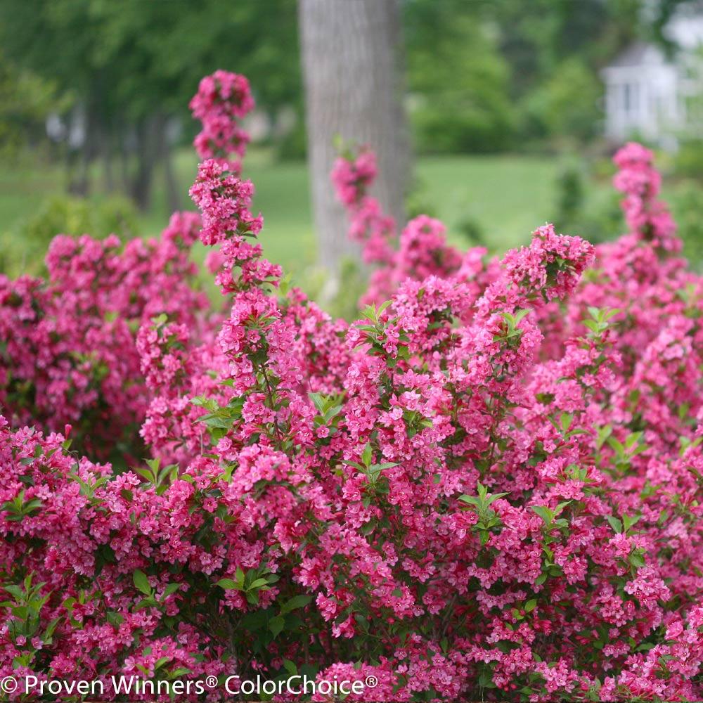 #2 - Sonic Bloom® Weigela Shrub