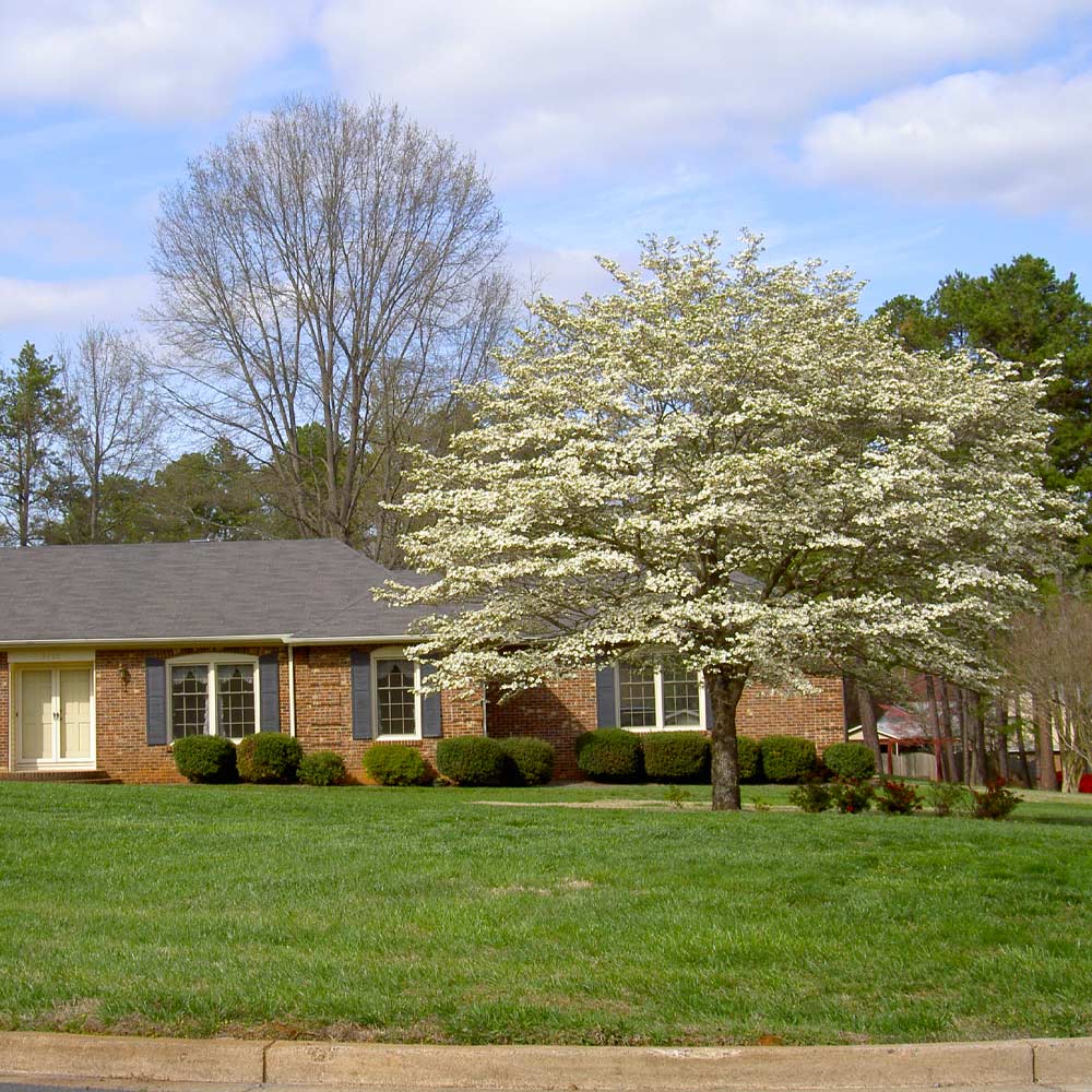 #5 - White Dogwood Tree