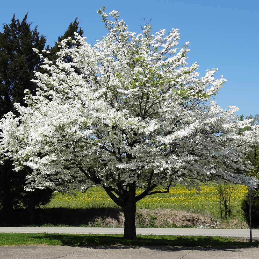 A photo of the White Dogwood Tree