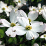 White Dogwood Tree