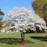 White Dogwood Tree