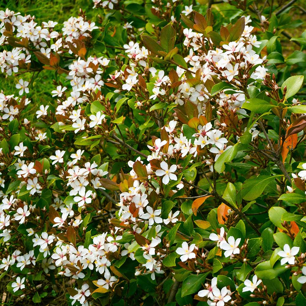 #2 - Snow White Indian Hawthorn Shrub