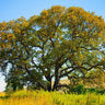 White Oak Tree
