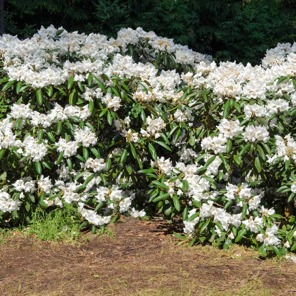 White Rhododendron Shrub