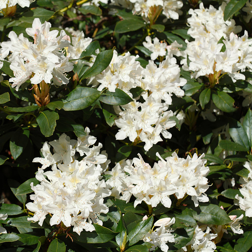 #2 - White Rhododendron Shrub